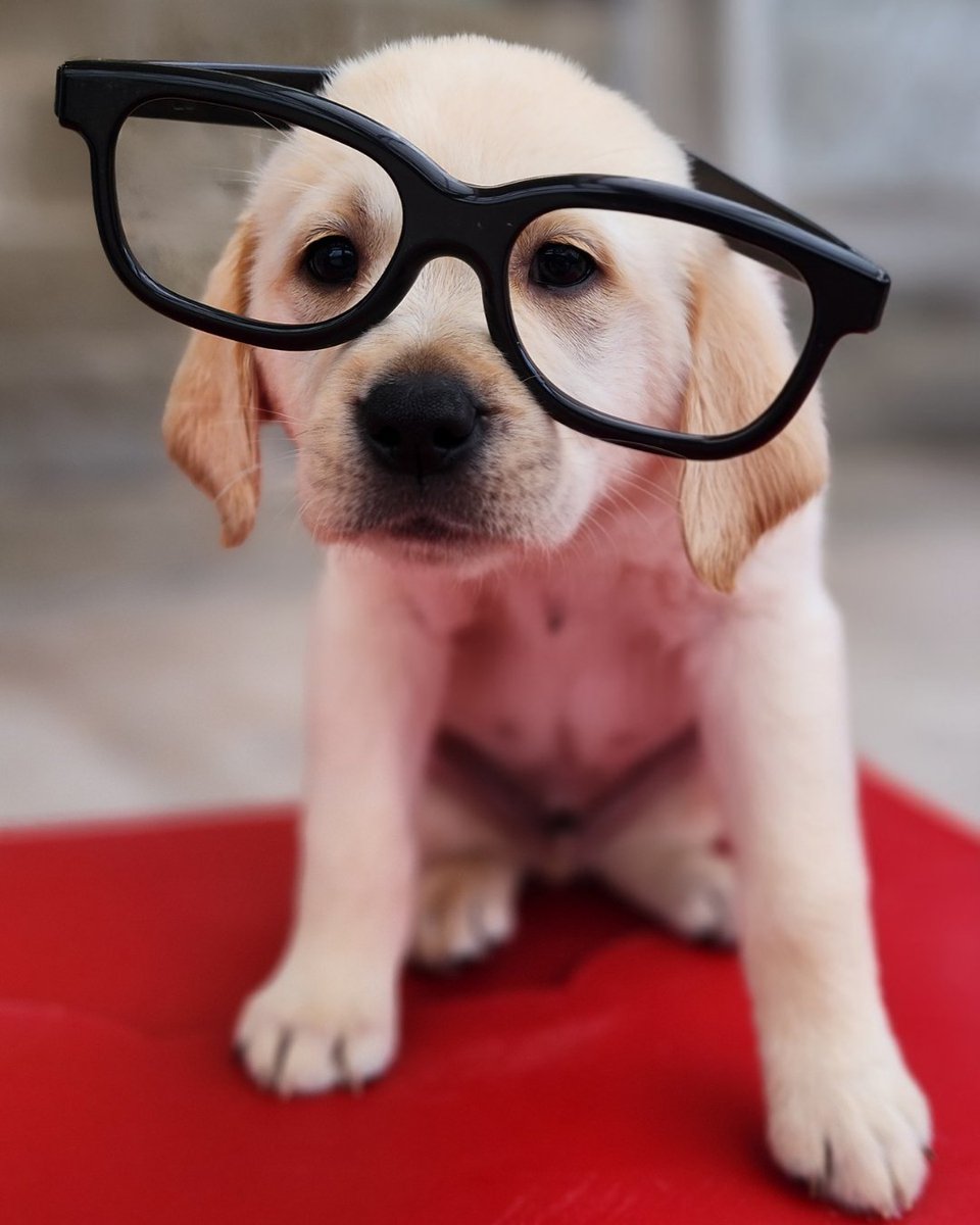 SeeingEyeInc's tweet photo. From Seeing Eye puppy to super pup! πΆπ¦Έ
Krypto couldn't resist showing off the quick-change skills he learned from his favorite superhero!
Did you know The Seeing Eye now accepts cryptocurrency donations? https://t.co/KVzZB05nFl
#SeeingEye #Superman #CryptoForGood #Krypto https://t.co/llpK1U5gMT