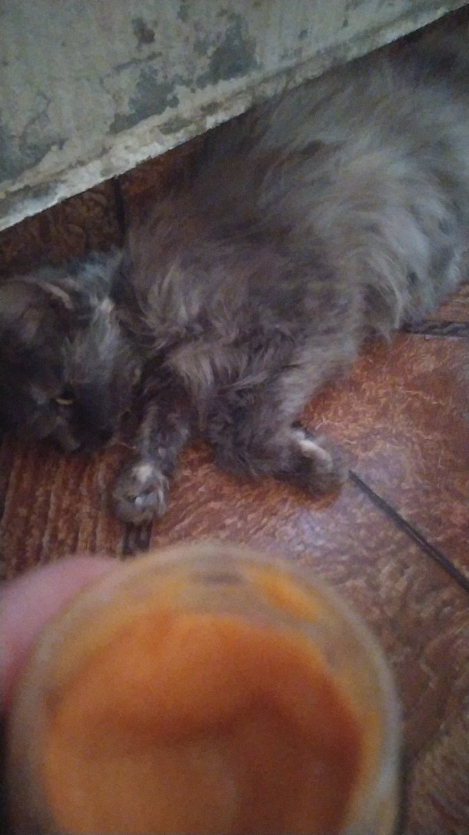 yousefmohmoud25's tweet image. To everyone asking about Biso's condition 💔
The vet said her deteriorating health was caused by starvation, and that human food was doing her more harm than good.
He gave me medication, then said sadly, "Without the right food... it won't work."
Biso is slowly fading away, and…