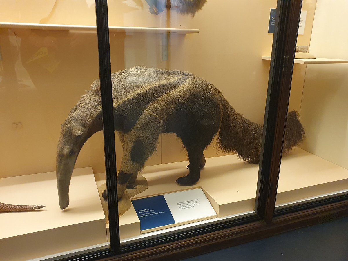 Purple_Furplace's tweet image. I love how we all screamed omg its @Salsa_Anteater