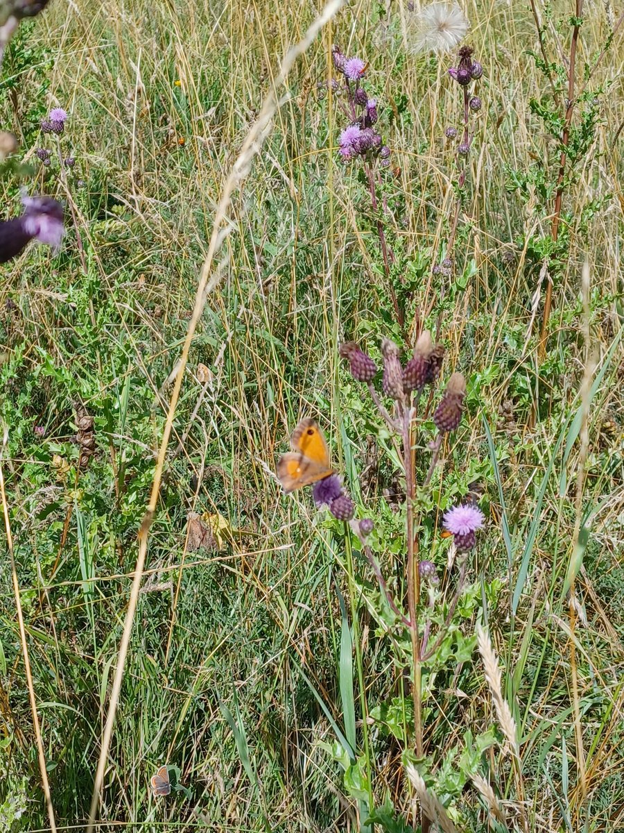 radcliffescilib's tweet photo. We had a wonderful visit to the Harcourt Arboretum yesterday with DPhils from across the university. We were there and back again before the rain came. 😜

Thanks to @rhcaseby and the @OBGHA for giving us a wonderful tour.

#DPhils #Wellbeing #Nature https://t.co/cTBIRsQaVy