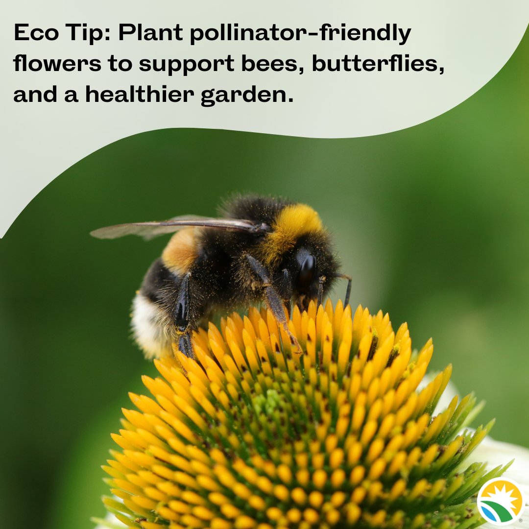 MCGreenBank's tweet image. Eco Tip Tuesday: 🪴 Skip the pesticides, invite pollinators instead! Plant bee and butterfly friendly flowers to naturally support a healthy summer garden and local ecosystems. 🐝🌼
#EcoTipTuesday #PollinatorFriendly #SustainableGardening #EcoFriendlyLiving