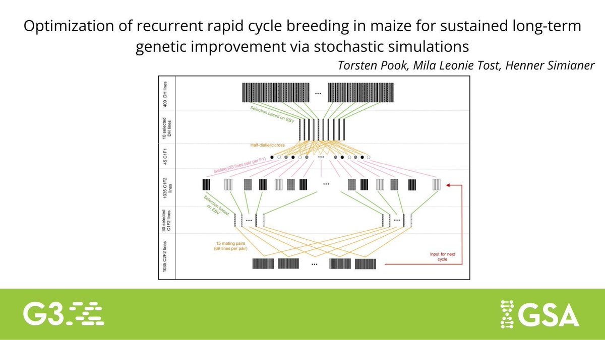 GeneticsGSA's tweet image. New in #G3journal: @tpook92 et al. used stochastic simulations with MoBPS software to show that rapid cycle breeding has the potential to be a valuable strategy in #maize breeding to achieve substantial genetic gains in a limited time frame. 🌽
Read more: buff.ly/43bZih8
