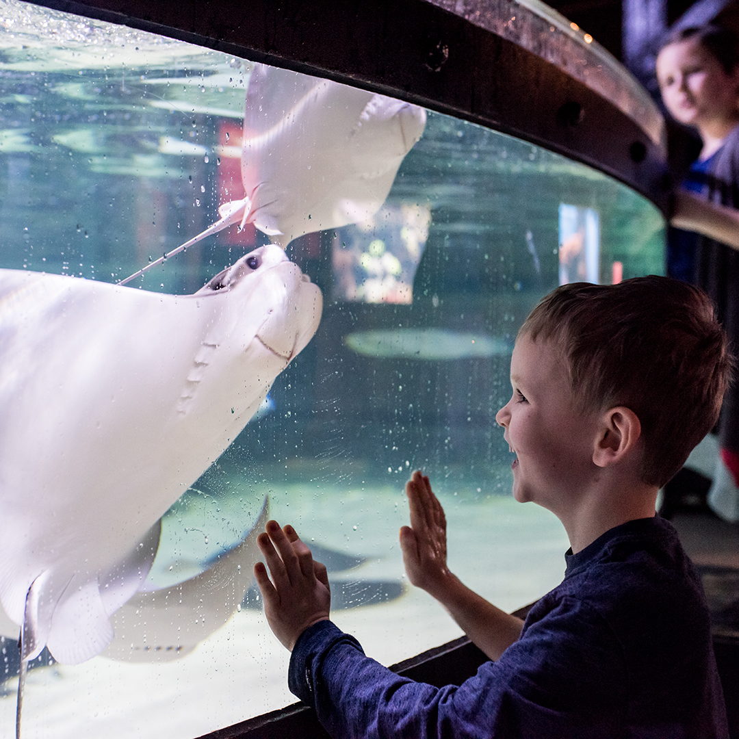 cleaquarium's tweet image. Get closer to a stingray during #clefinfest – our monthlong celebration of these FINtastic creatures and their elasmobranch cousins . . . SHARKS!
#cleaquarium #thingstodoincleveland #stingray #shark #sharkweek