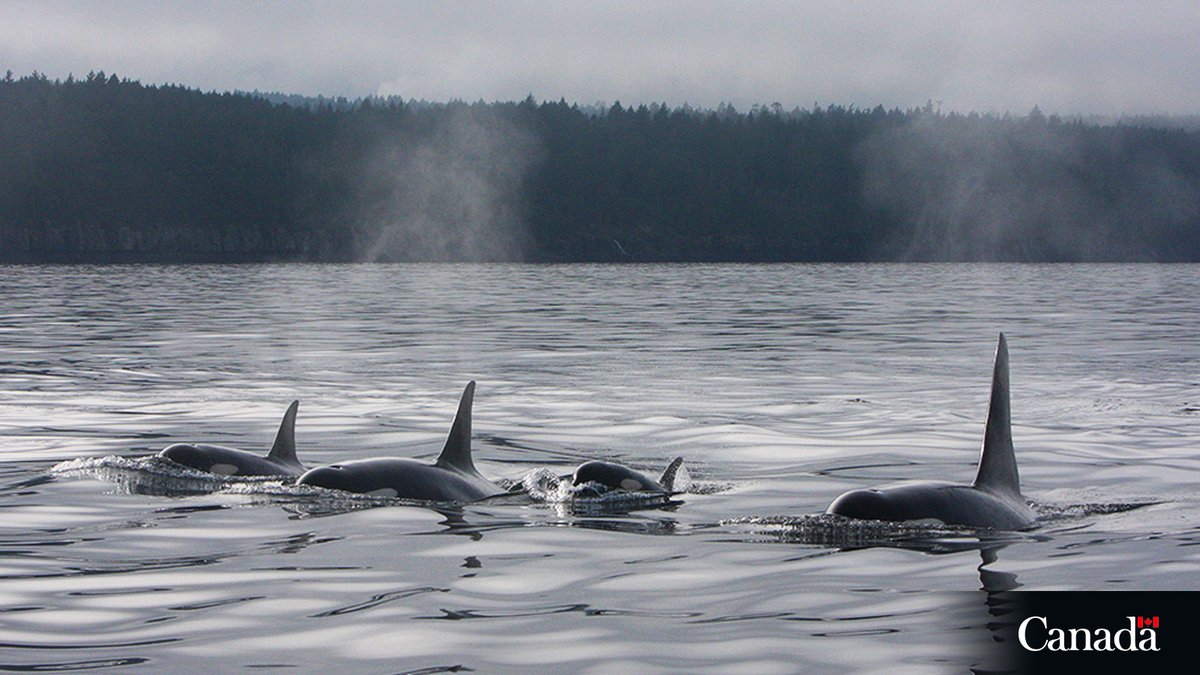 DFO_Pacific's tweet image. Reminder!
Regulations for boaters and fishers are in effect to help support the recovery of the Southern Resident #KillerWhale population.
Learn more: ow.ly/B0bA50WtntN