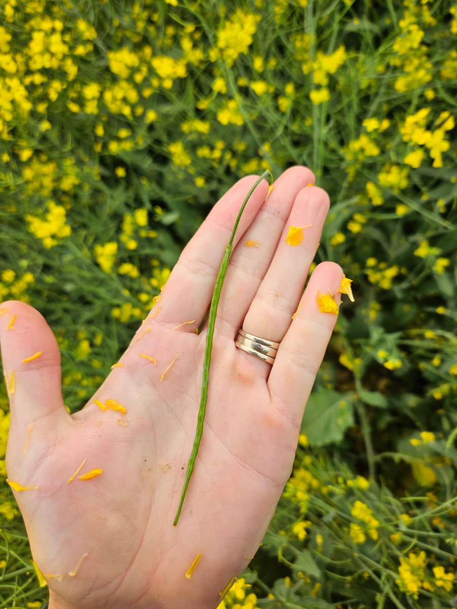 Big leaves, long pods, and beautiful blooms! 

This field of P1540L is coming along strong. 💪 

#Pioneer100Series #EvolutionofCanola