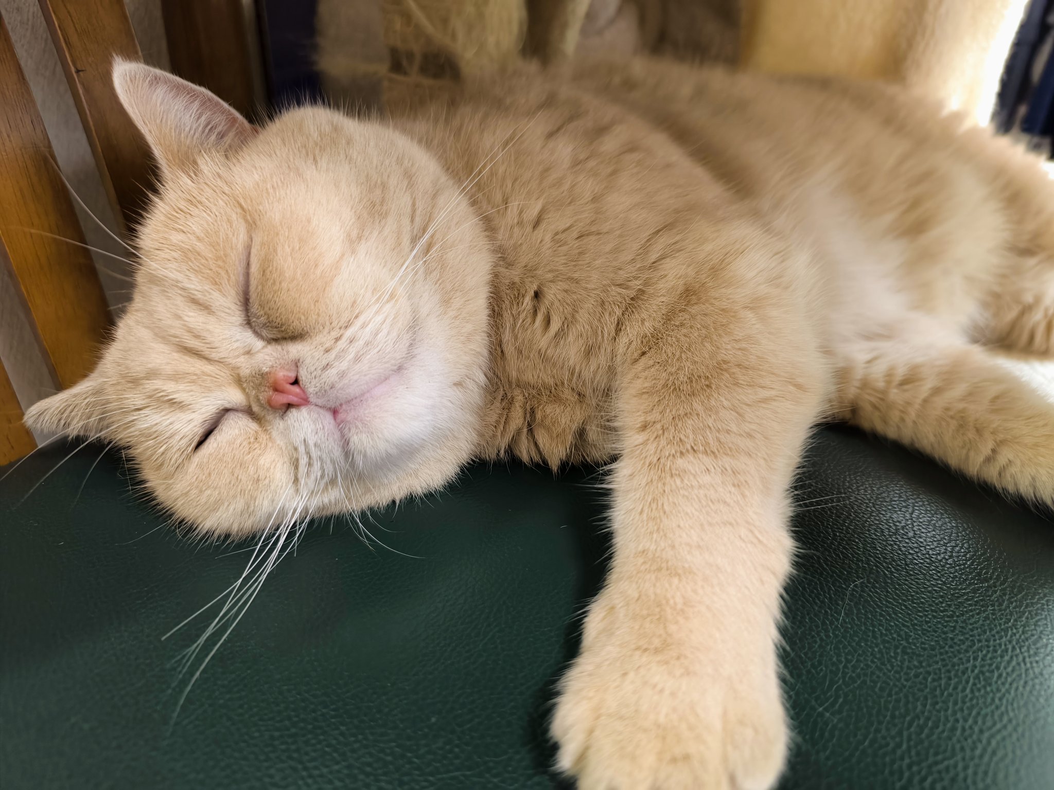 亜麻猫 45be42b5-a897-4f8b-9afe-