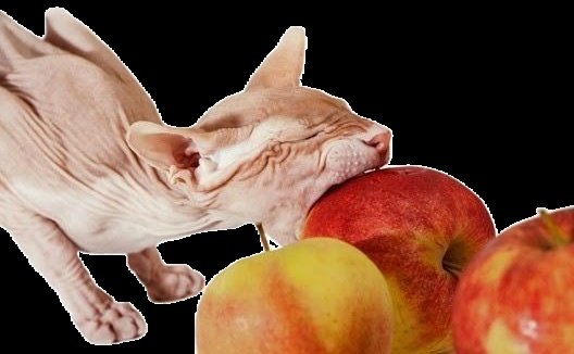 Mrwizeerd's tweet image. Hopefully I can leave my apples here while I&apos;m away without them being eaten...

Münchfuk the Cruncher:
