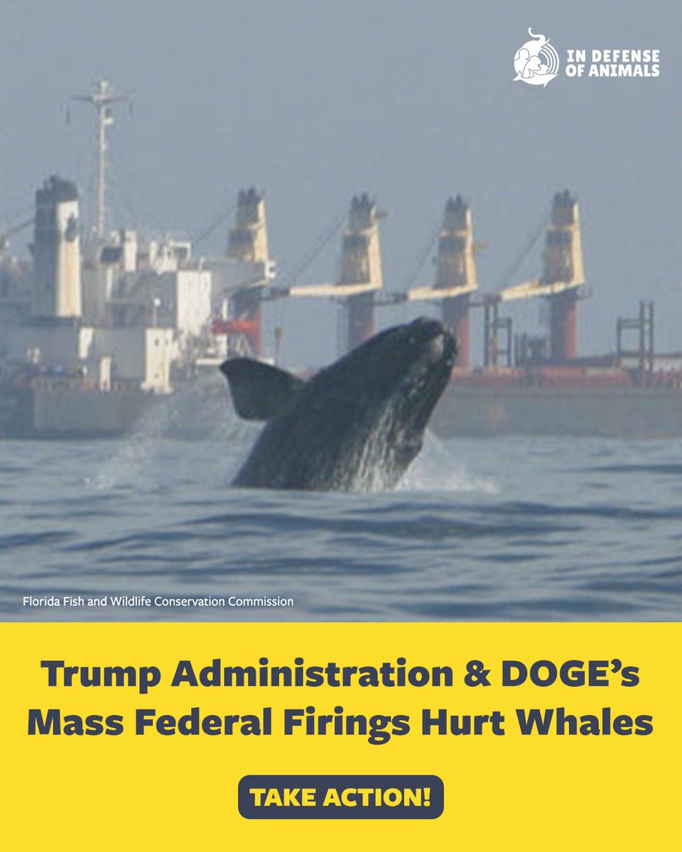 IDAUSA's tweet image. President #Trump & #DOGE firing so many #NOAA employees hurts #whales & our shared planet’s #oceans!
Take action: bit.ly/3ID98JW
Pls RT and support our work: bit.ly/40nItH9