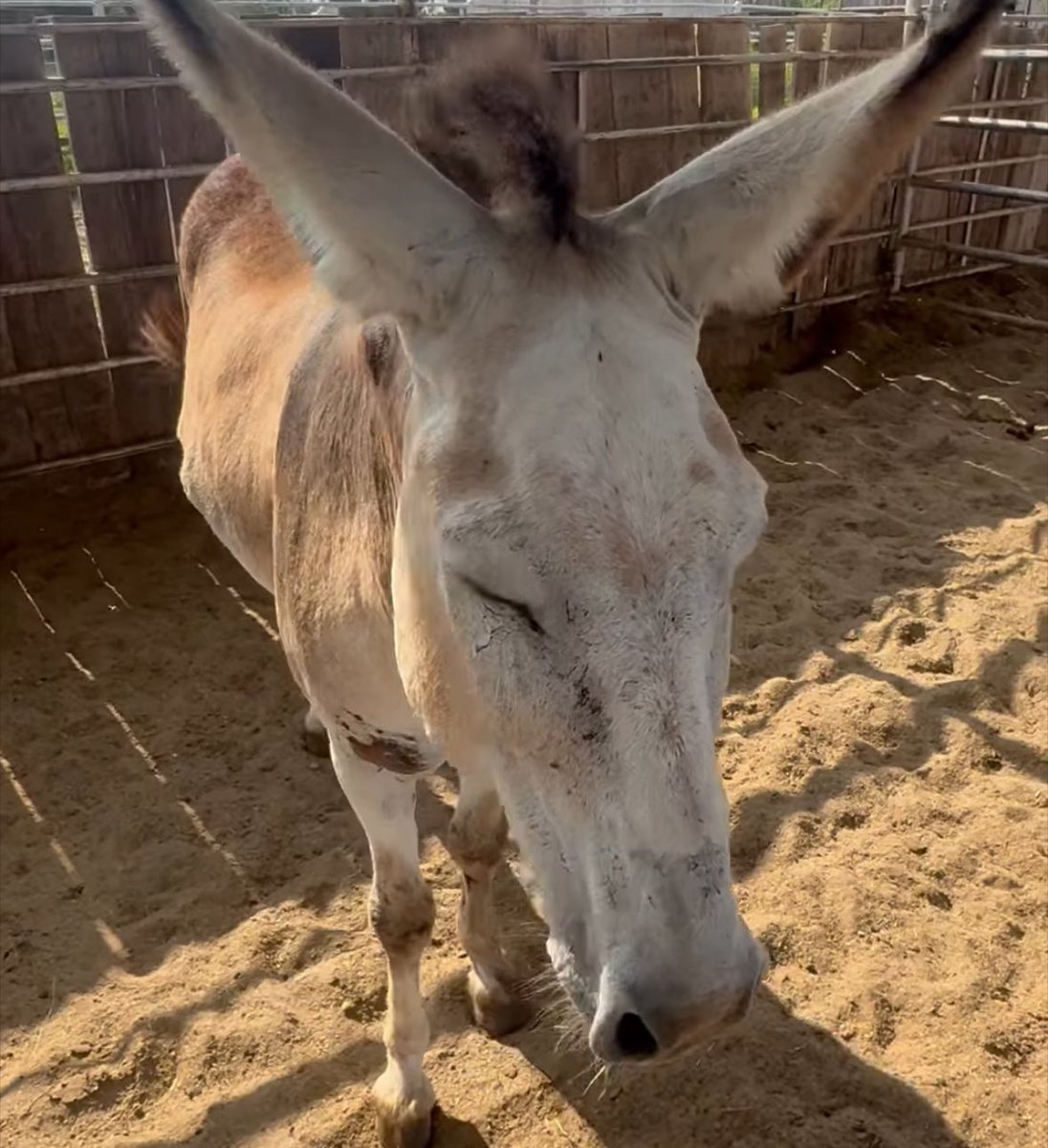 heartandhooves's tweet image. 🚨 Frank is 1 of 13 with a deadline TONIGHT! ⏰ Time is ticking and help isn’t coming fast enough. Without support, these souls will ship to slaughter. We must act now to save Frank’s life 💔 #SaveFrank #StopSlaughter #HorseRescue
paypal.com/donate/?campai…
