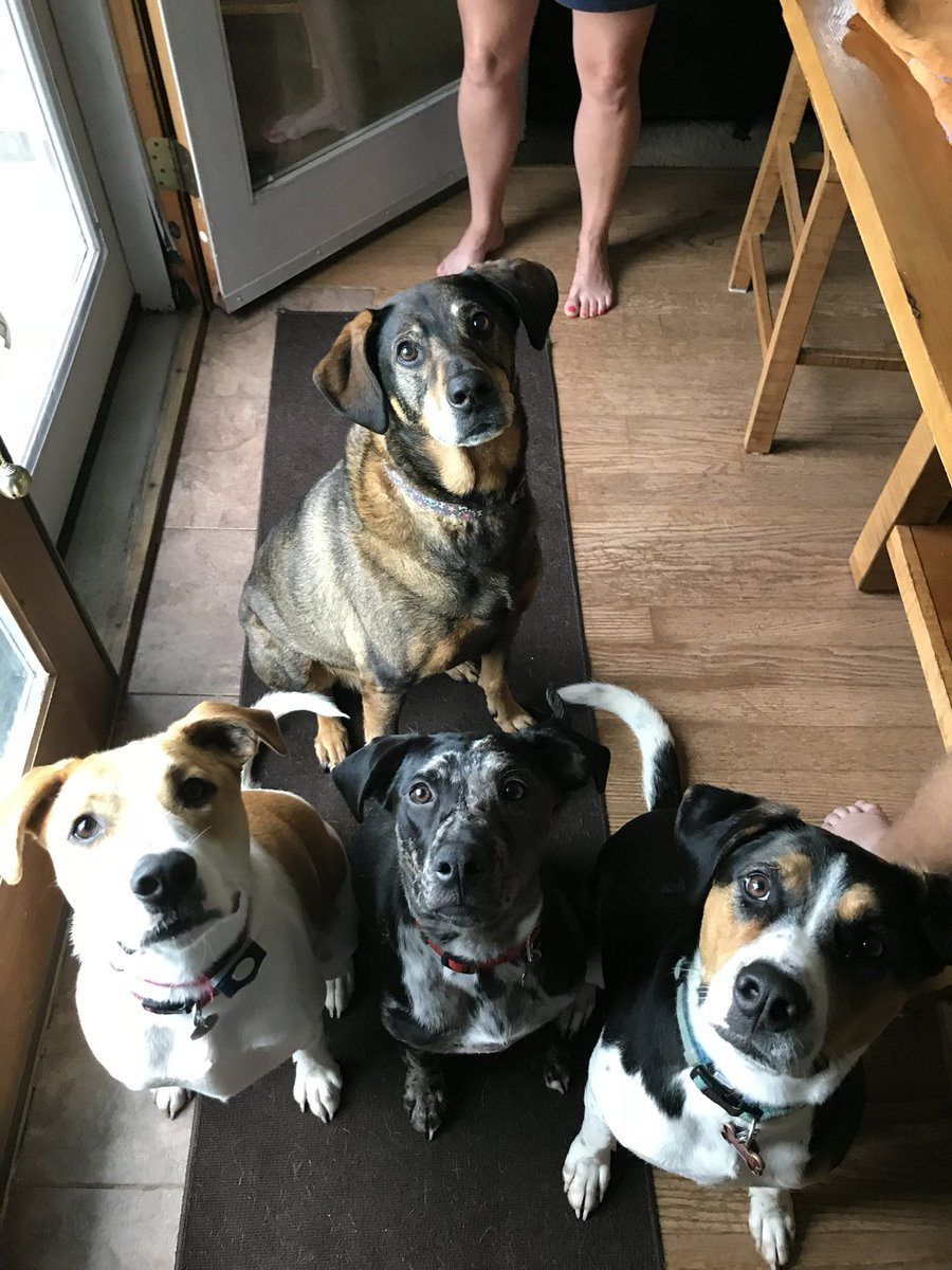 Javelin2156's tweet image. In case you’re having a rough day, here’s a staff meeting from 2018 🐶