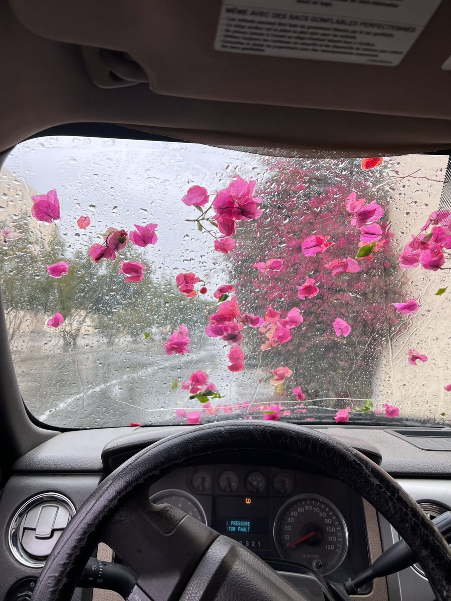 abdduidti's tweet image. ورد ومطر ..