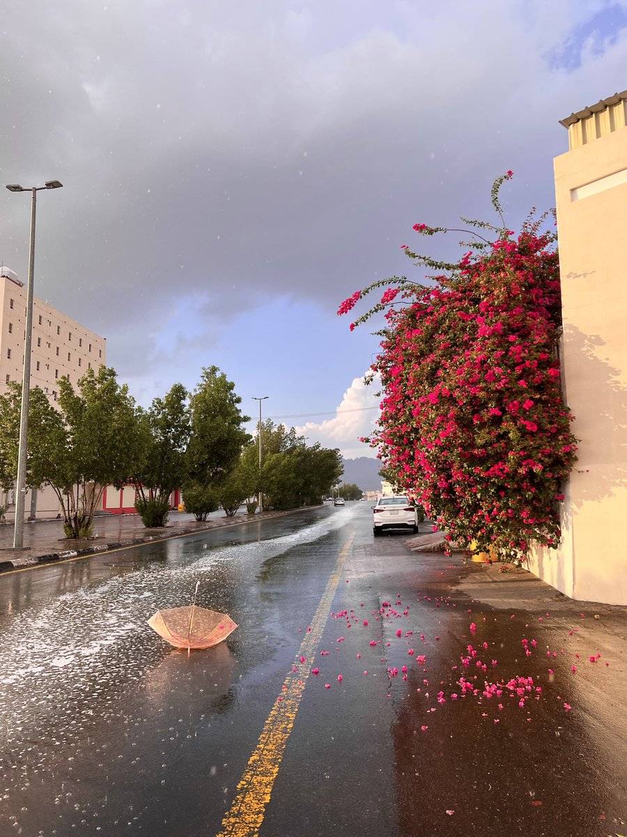 abdduidti's tweet image. ورد ومطر ..