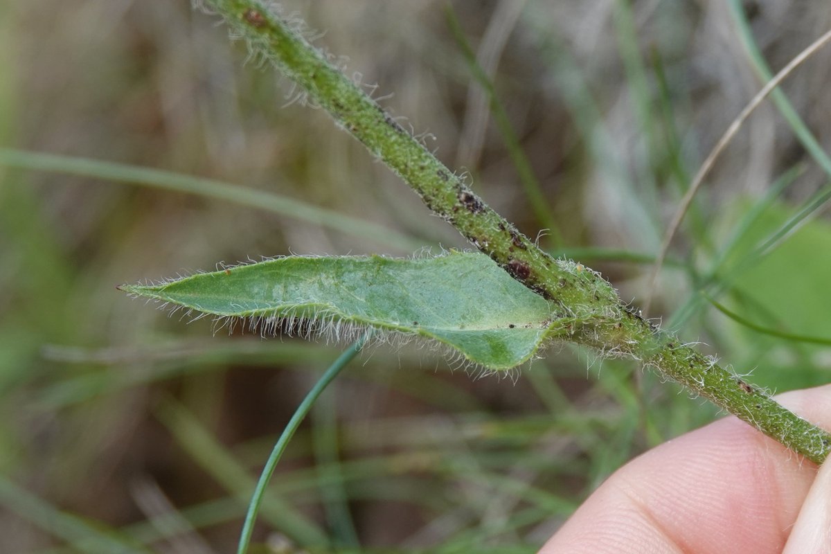 Rathlin Stickybeak tweet media