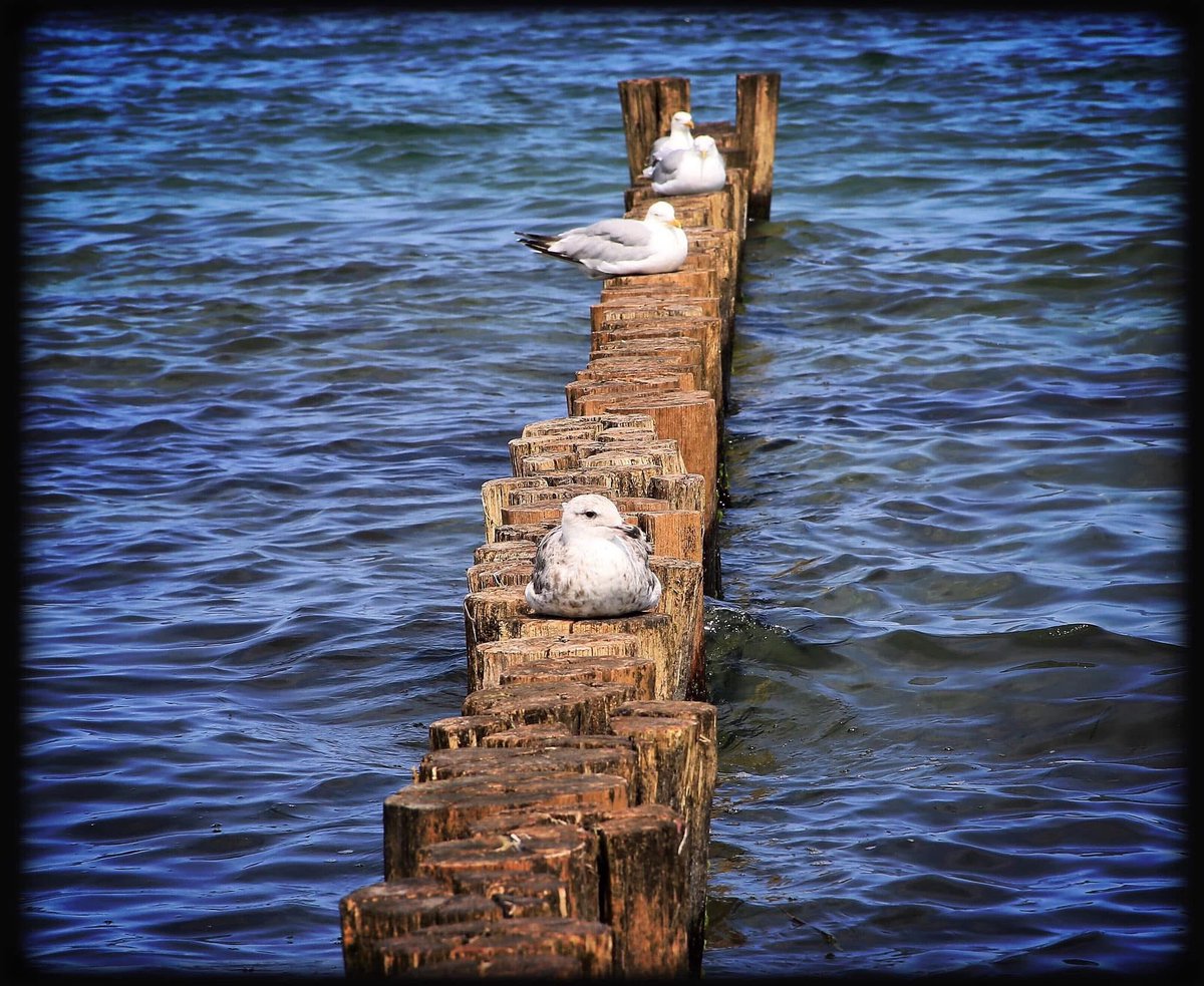ChrissyvWellean's tweet image. โฆ seagulls siesta โฆ