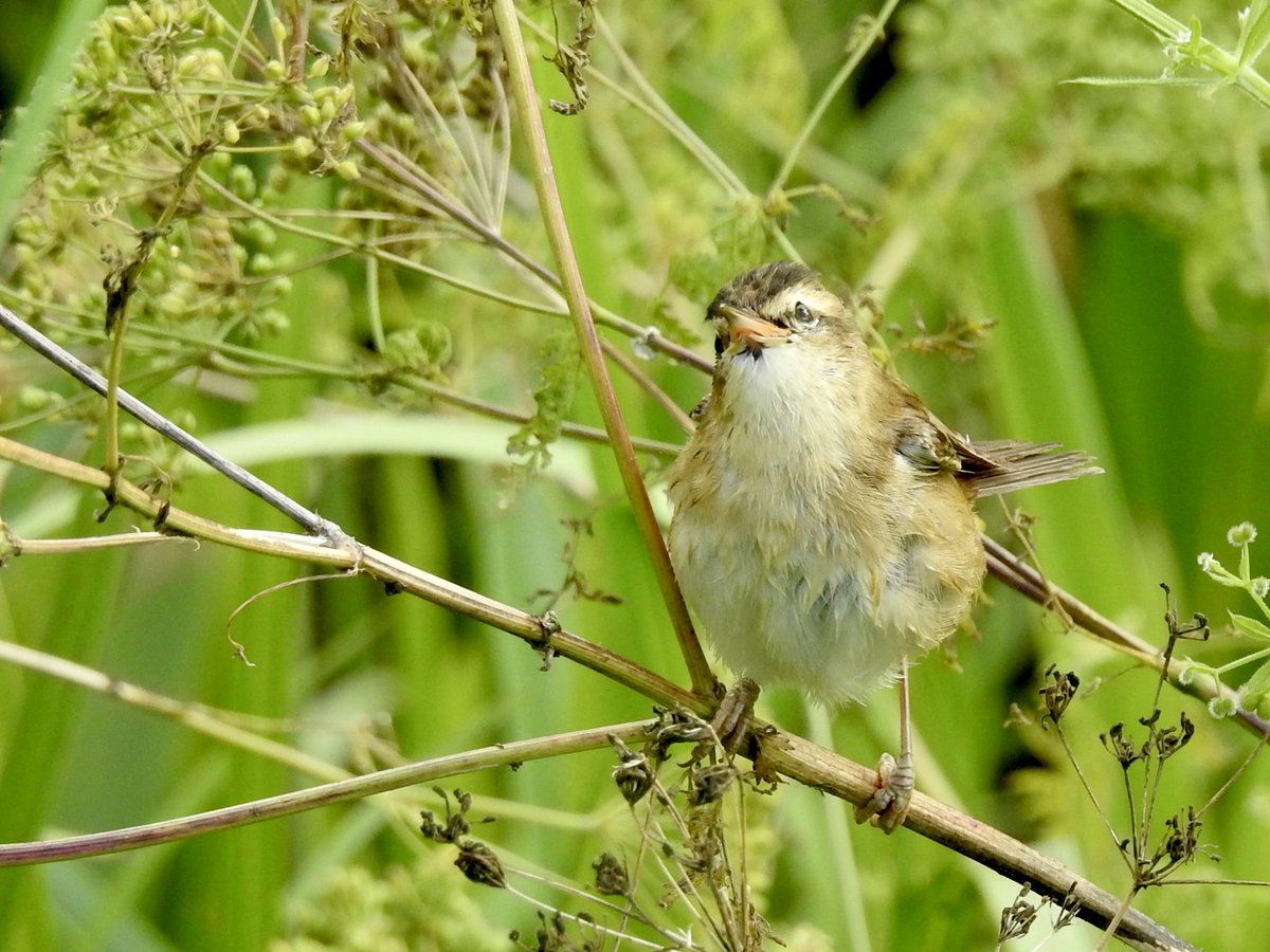 Pat Hogarth (@pathogarth) on Twitter photo North Marsh was quieter today. Little Egret (keeping its feet dry), Water Rail (fleeting glimpses only), Tufted Duck (an unusual drop in) & Sedge Warbler (doing cute) <a href="/tophilllow/">tophilllow</a> <a href="/Natures_Voice/">RSPB</a> <a href="/Britnatureguide/">The British Nature Guide</a> <a href="/BNAscience/">BNA science</a> <a href="/YorkshireWater/">Yorkshire Water 💧</a> <a href="/discoverHullEY/">Discover Hull</a> #TwitterNatureCommunity North Marsh was quieter today. Little Egret (keeping its feet dry), Water Rail (fleeting glimpses only), Tufted Duck (an unusual drop in) & Sedge Warbler (doing cute) <a href="/tophilllow/">tophilllow</a> <a href="/Natures_Voice/">RSPB</a> <a href="/Britnatureguide/">The British Nature Guide</a> <a href="/BNAscience/">BNA science</a> <a href="/YorkshireWater/">Yorkshire Water 💧</a> <a href="/discoverHullEY/">Discover Hull</a> #TwitterNatureCommunity