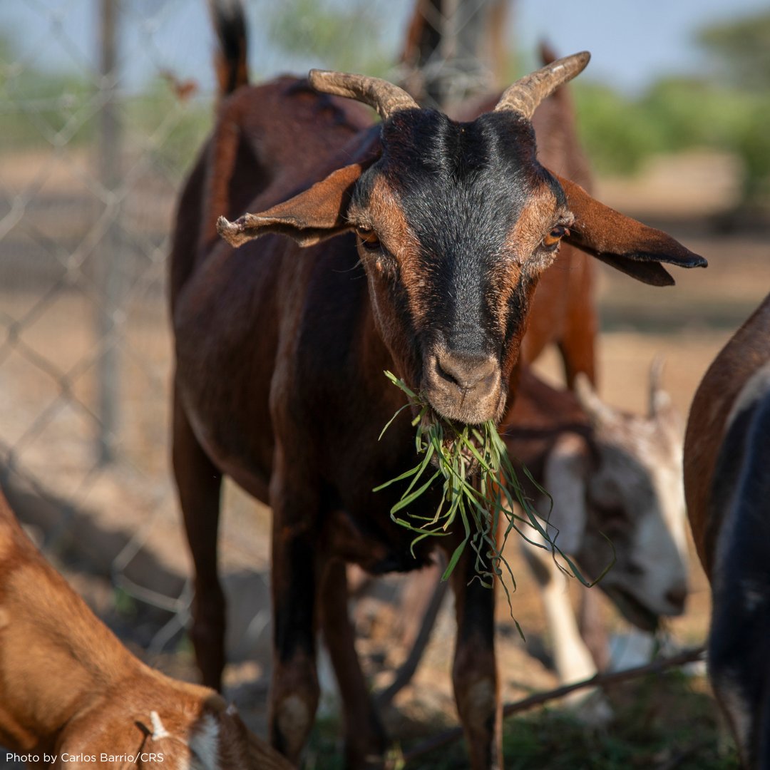 CatholicRelief's tweet image. In #Kenya, @CatholicRelief is actively transforming lives through Kenya RAPID+. Partnering with @MWAWater and @SwissDevCoop, we're helping to boost water access and rangelands for 200K people. #Kenya #SustainableDevelopment #CleanWater