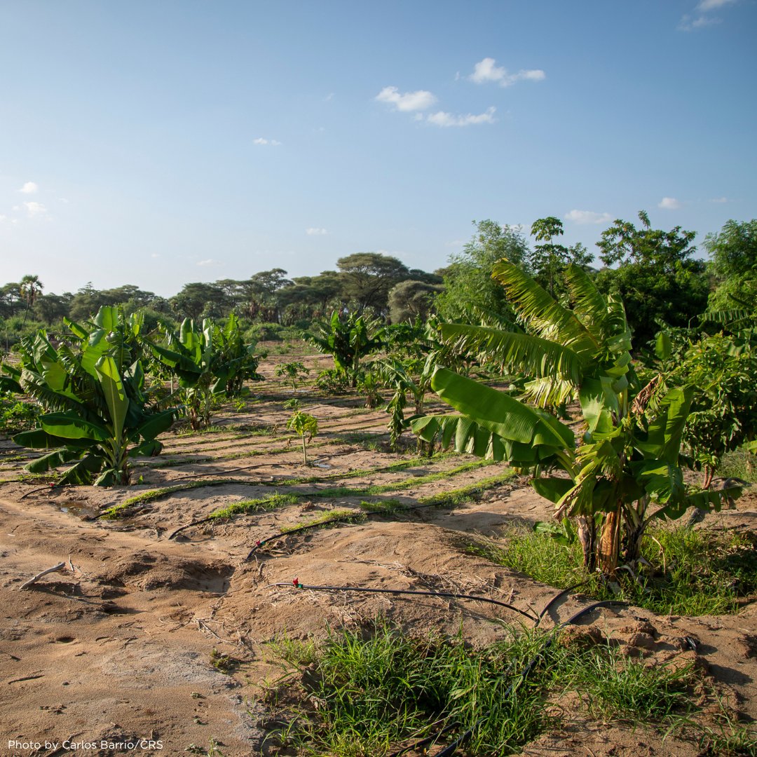 CatholicRelief's tweet image. In #Kenya, @CatholicRelief is actively transforming lives through Kenya RAPID+. Partnering with @MWAWater and @SwissDevCoop, we're helping to boost water access and rangelands for 200K people. #Kenya #SustainableDevelopment #CleanWater