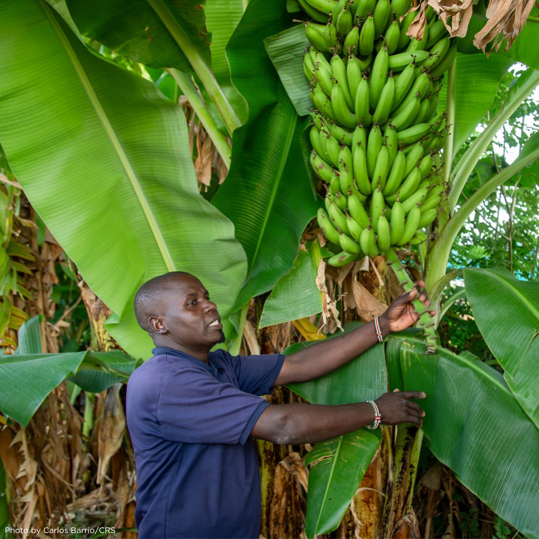 CatholicRelief's tweet image. In #Kenya, @CatholicRelief is actively transforming lives through Kenya RAPID+. Partnering with @MWAWater and @SwissDevCoop, we're helping to boost water access and rangelands for 200K people. #Kenya #SustainableDevelopment #CleanWater