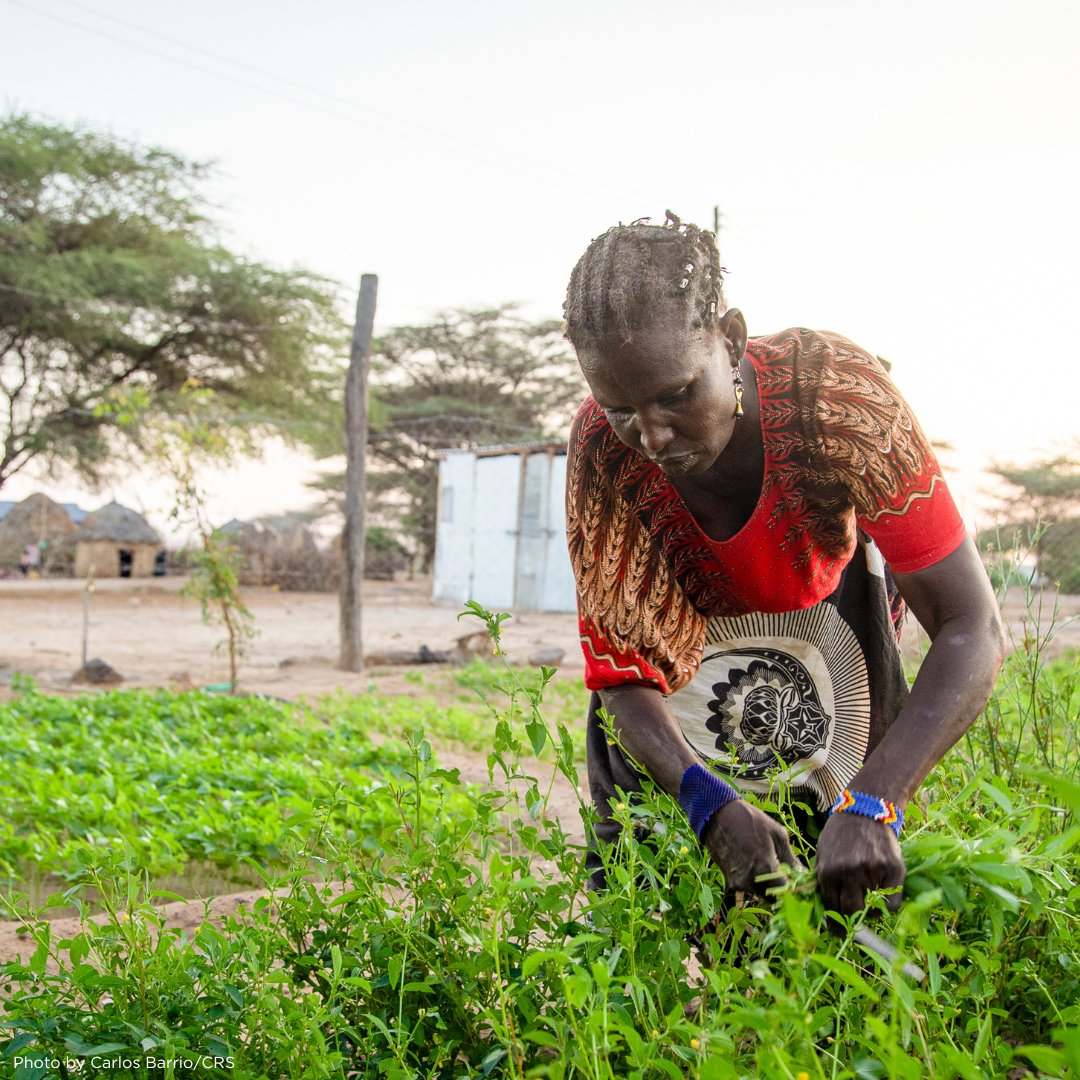 CatholicRelief's tweet image. In #Kenya, @CatholicRelief is actively transforming lives through Kenya RAPID+. Partnering with @MWAWater and @SwissDevCoop, we're helping to boost water access and rangelands for 200K people. #Kenya #SustainableDevelopment #CleanWater