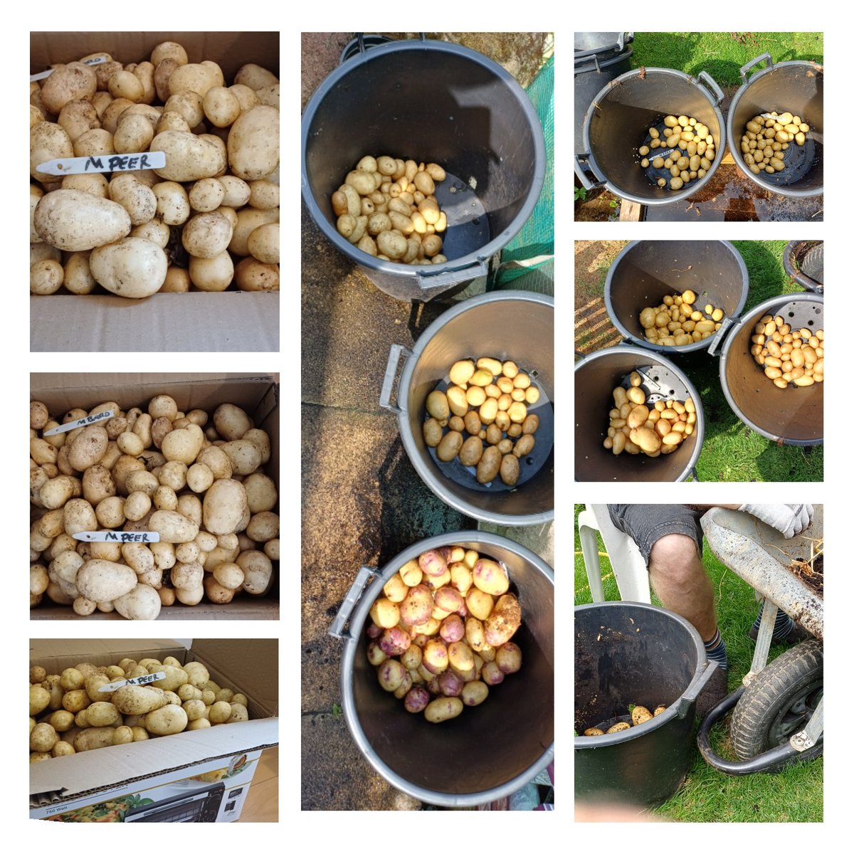 First potato harvest this year 🙂🥔🌿#homegrown