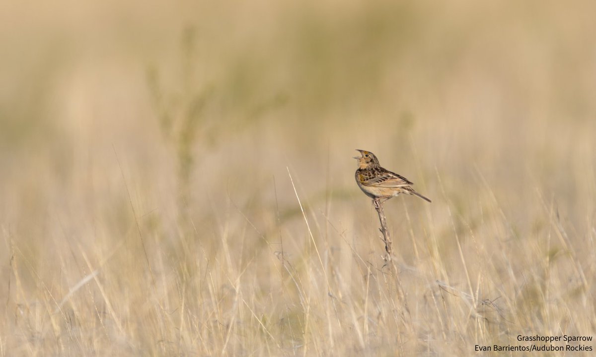 audubonsociety's tweet image. This year, @RoweSanctuary hosted a social for the America’s Grasslands Conference, organized biennially by @NWF, connecting researchers, conservation practitioners, and grasslands advocates. Learn more: bit.ly/3GDwzCq