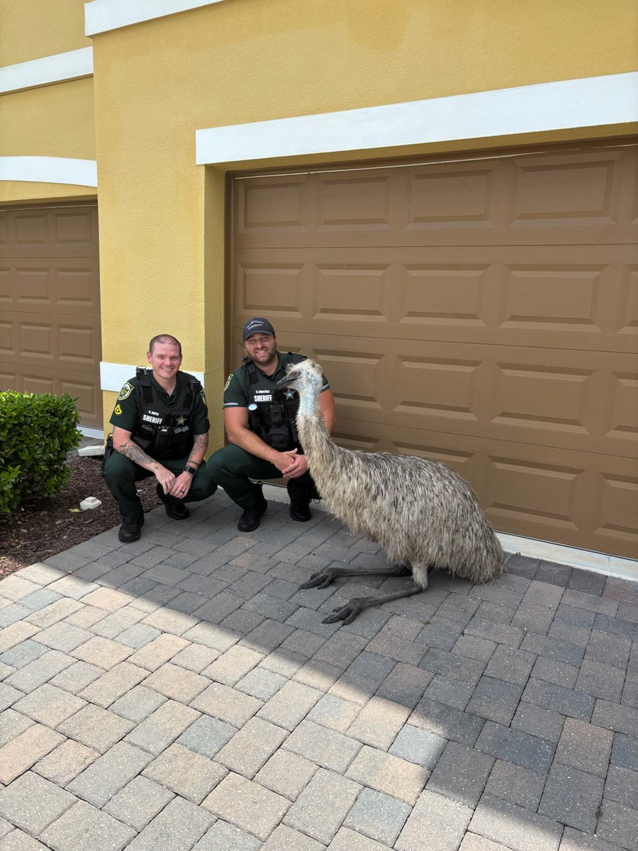OrangeCoSheriff's tweet image. Cat in a tree? Nope, our deputies rescued this Emu, who escaped from its house. Our deputies gave the Emu water and then returned it to the owners.