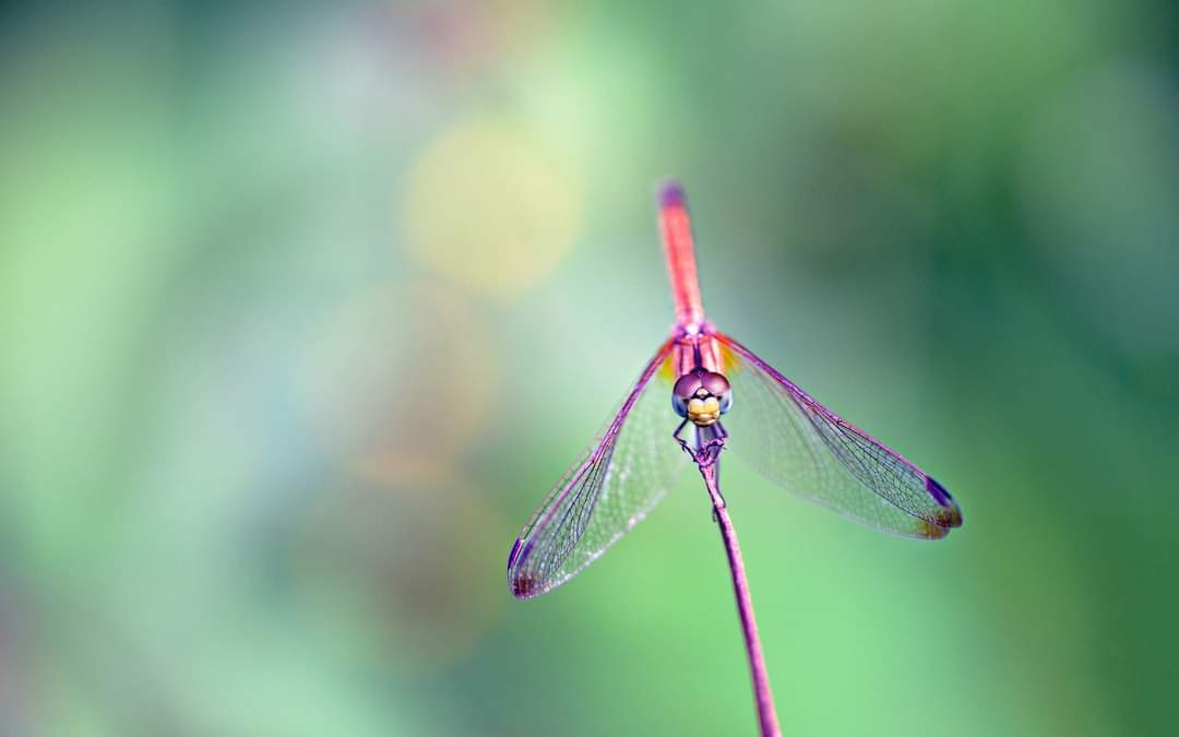 bhushanmate's tweet image. #theme_pic_India_miniature