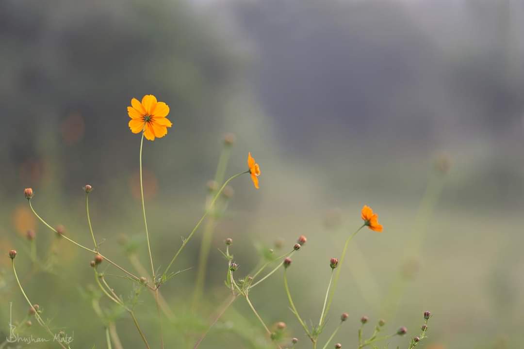 bhushanmate's tweet image. #theme_pic_India_miniature