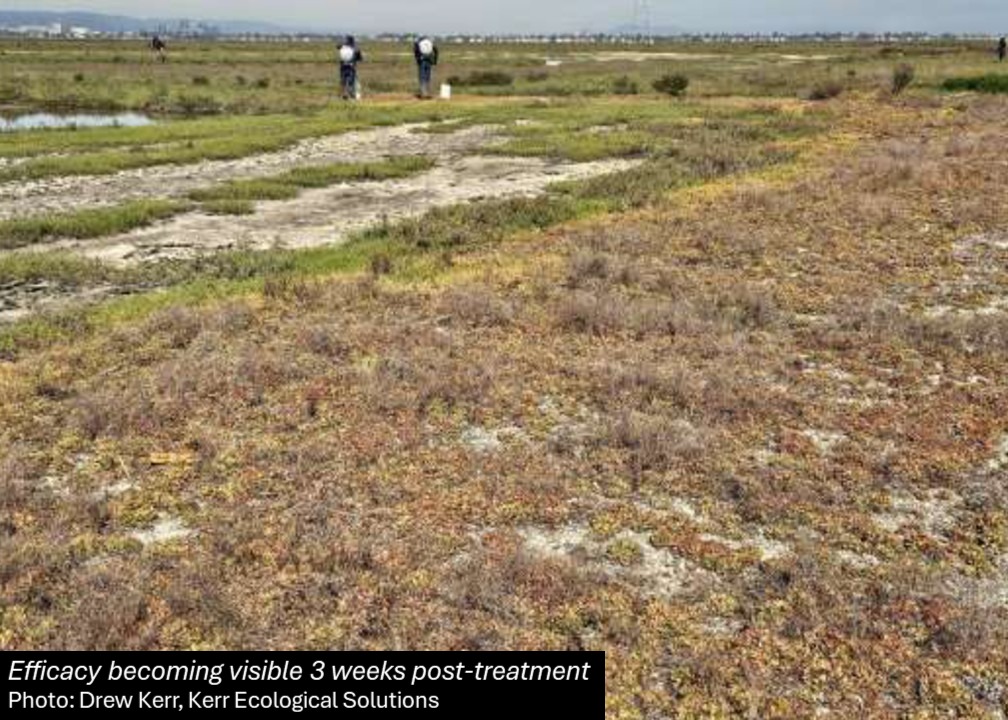 cal_ipc's tweet image. Another successful season of treating invasive sea lavender comes to an end in tidal marshes around San Francisco Bay. Great work and thank you to everyone working on this ongoing project!
Learn more about invasive sea lavender control in SF Bay at bit.ly/4m96j1O