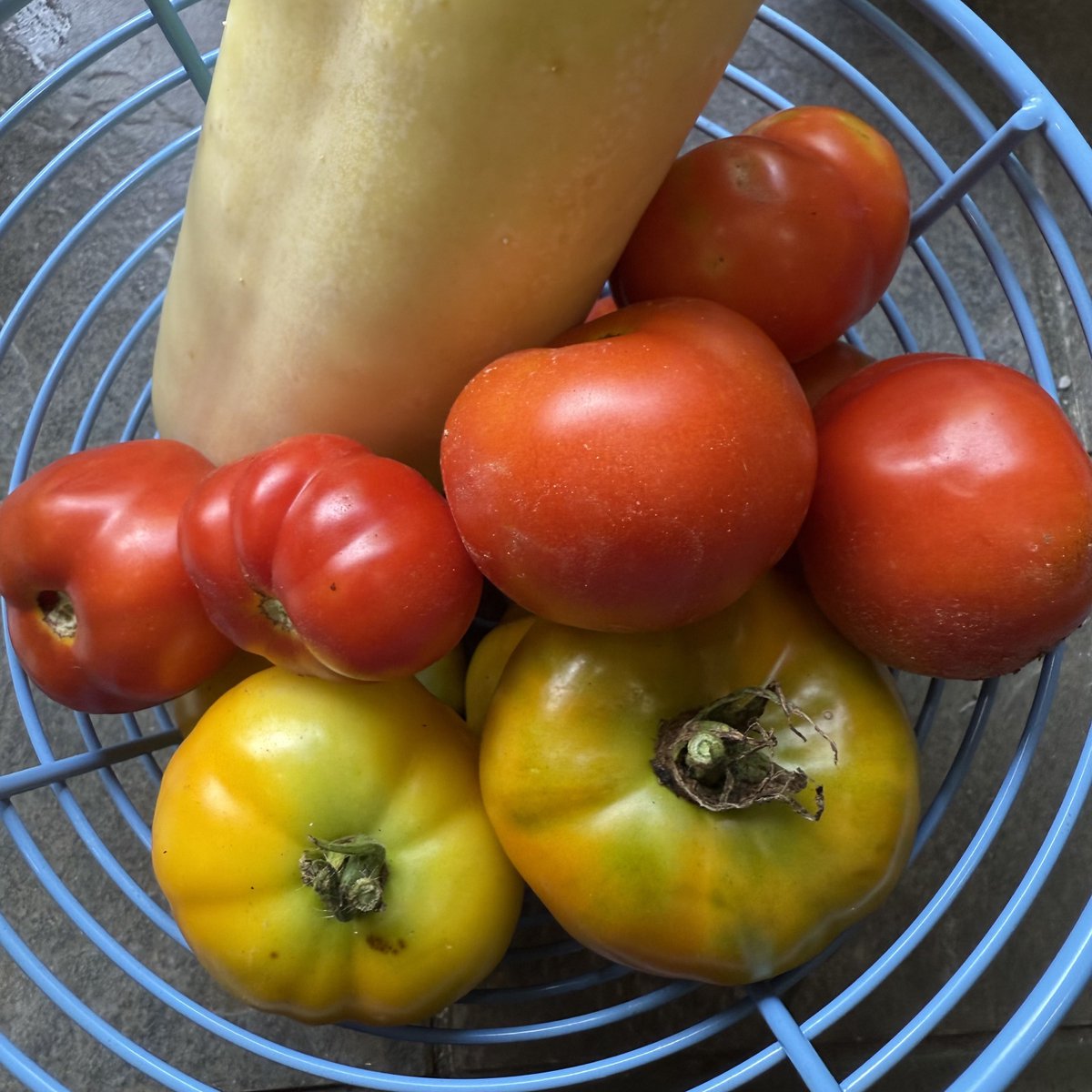 BuckHillsFarm's tweet image. Our garden area is a complete mess and totally chaotic, but this is today’s haul. Not including any of our herbs and things😁