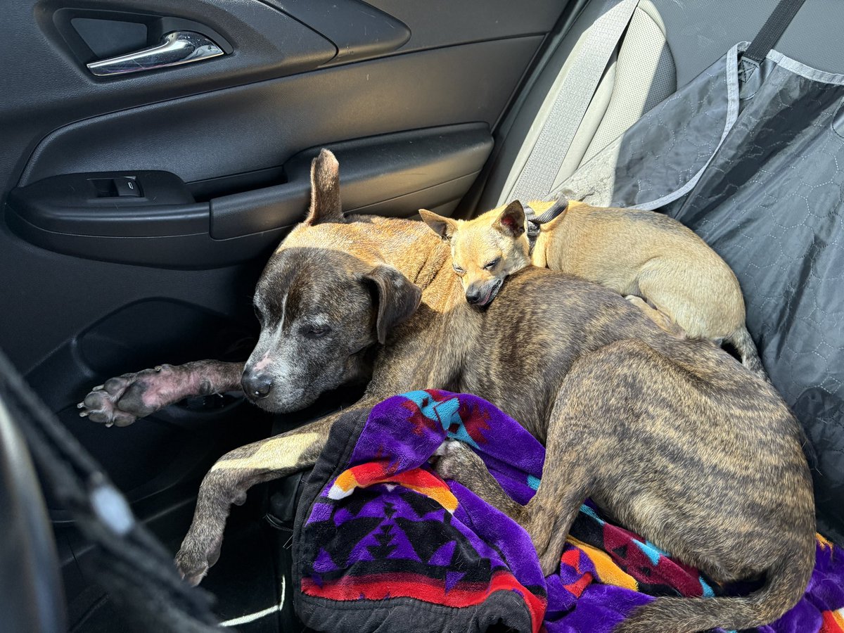 JessimaePeluso's tweet image. Travel buddies. 🐾 🐾 
.
.
.
#AdoptDontShop #Carlin #Chaplin