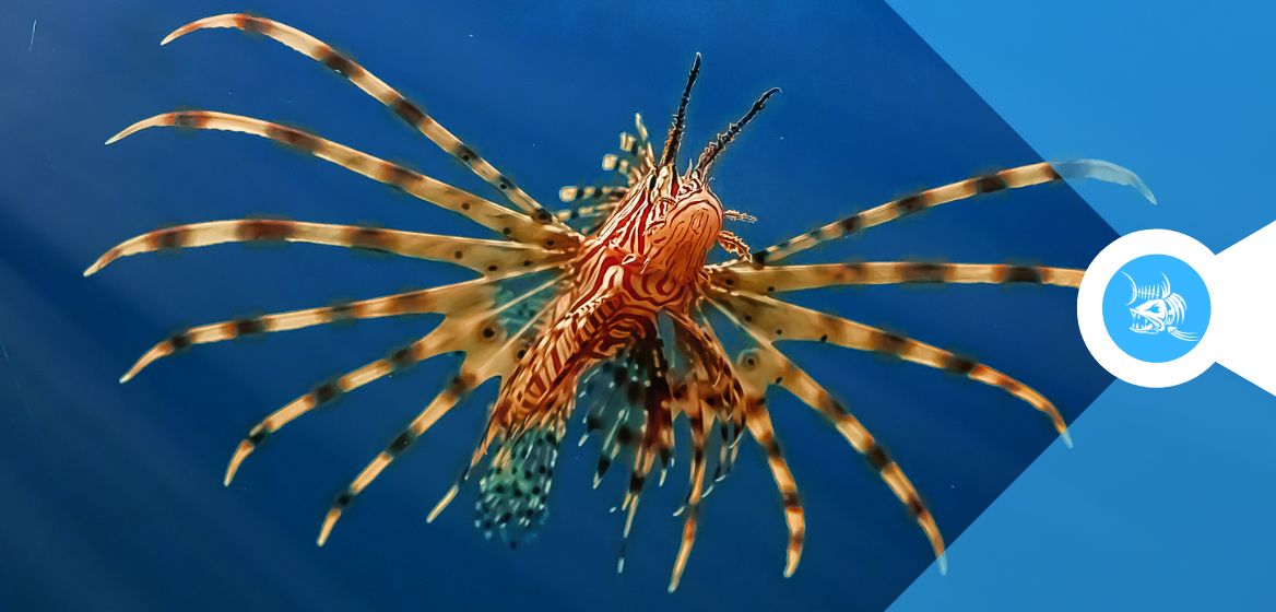 Pesci alieni nel Mediterraneo: ecco i 4 più pericolosi. Come riconoscerli e cosa fare se li incontri → 

fishingmania.it/pesci-alieni-n…

 #fishingmania #speciealiene #ispra