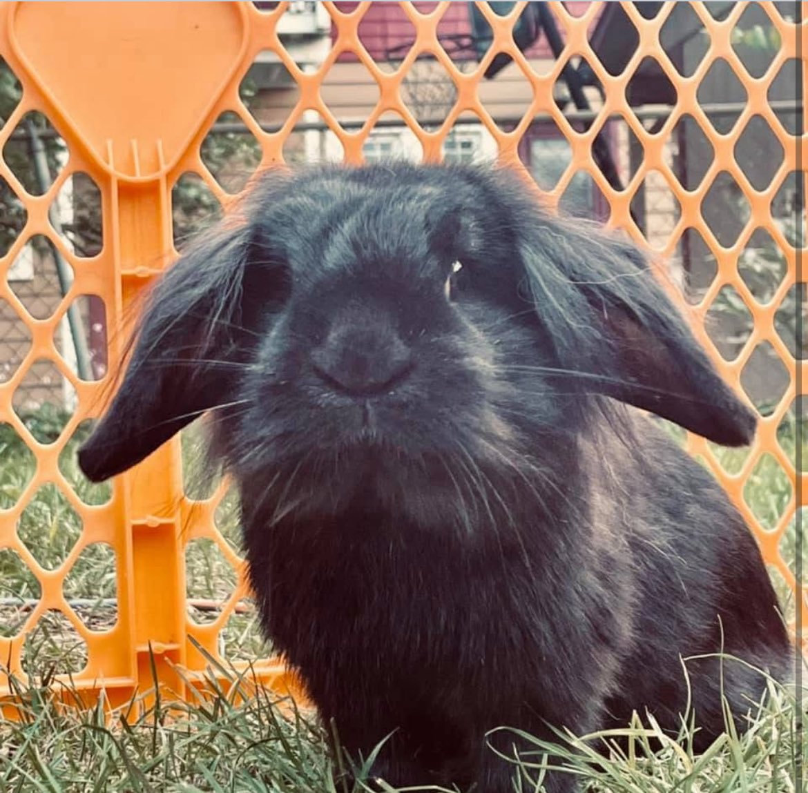 ShannaCarroll80's tweet image. Day 3 of 17 Days of Aubrynn
This is Luna, Aubrynn’s bunny.
Aubrynn loved animals, but her love was different.
It was soft, patient, full of quiet understanding.
A bunny was perfect for her gentle heart.
She asked for Luna for her Sweet 16, during lockdown.
We tried so hard to…