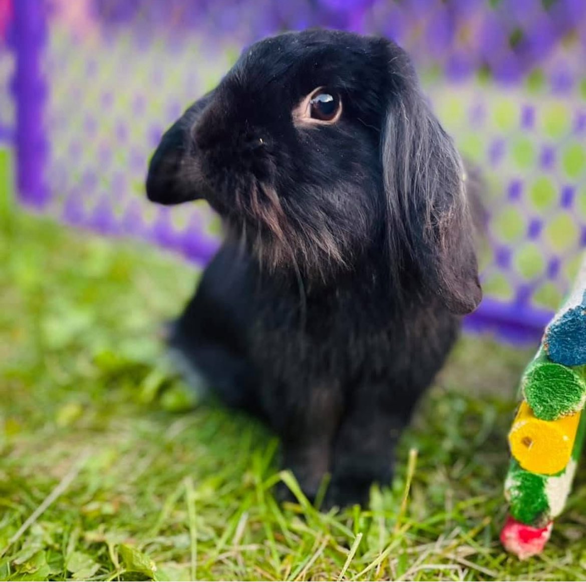ShannaCarroll80's tweet image. Day 3 of 17 Days of Aubrynn
This is Luna, Aubrynn’s bunny.
Aubrynn loved animals, but her love was different.
It was soft, patient, full of quiet understanding.
A bunny was perfect for her gentle heart.
She asked for Luna for her Sweet 16, during lockdown.
We tried so hard to…