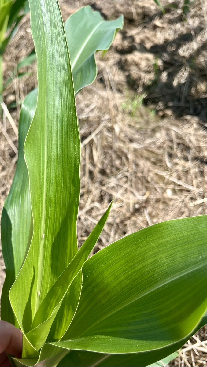 I am seeing corn leafhoppers in southwest, MO. Time to scout fields especially late planted corn.

<a href="/MizzouIPM/">Mizzou IPM</a>