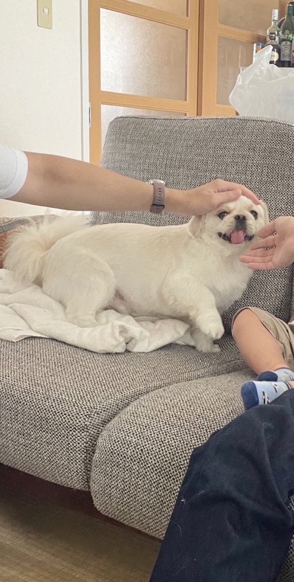 muchozamurai's tweet photo. 犬王　ムーチョ　捕獲レベル0 https://t.co/8qkub9GqGR