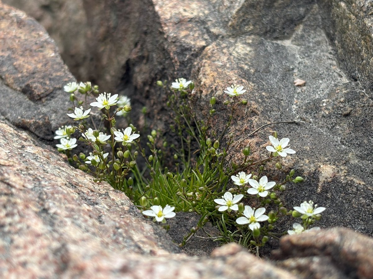 Flore québécoise au bout de la 138. #Indépendance #QuébecPays