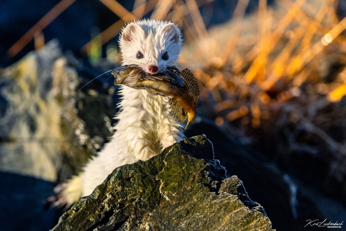KrisLuckPhoto's tweet image. Good morning to all my new followers 👋🏻
I’m Kris Luckenbach and I’m a nature/wildlife photographer from Kodiak, Alaska. I hope you like that kinda stuff 😊