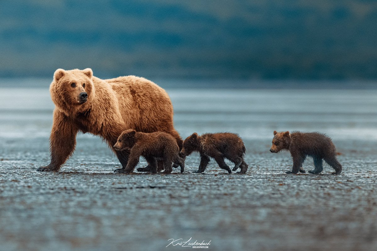 KrisLuckPhoto's tweet image. Good morning to all my new followers 👋🏻
I’m Kris Luckenbach and I’m a nature/wildlife photographer from Kodiak, Alaska. I hope you like that kinda stuff 😊