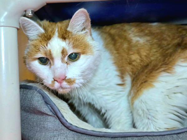 Learn more about dignified older lady Abby (for starters, she’s declawed, a procedure now banned in MD; also, her adoption fees are waived) and give her a wonderful loving home: aacounty.org/animal-service…. After all, doesn’t she deserve to be happy?

Can’t adopt? Please share! 2/2