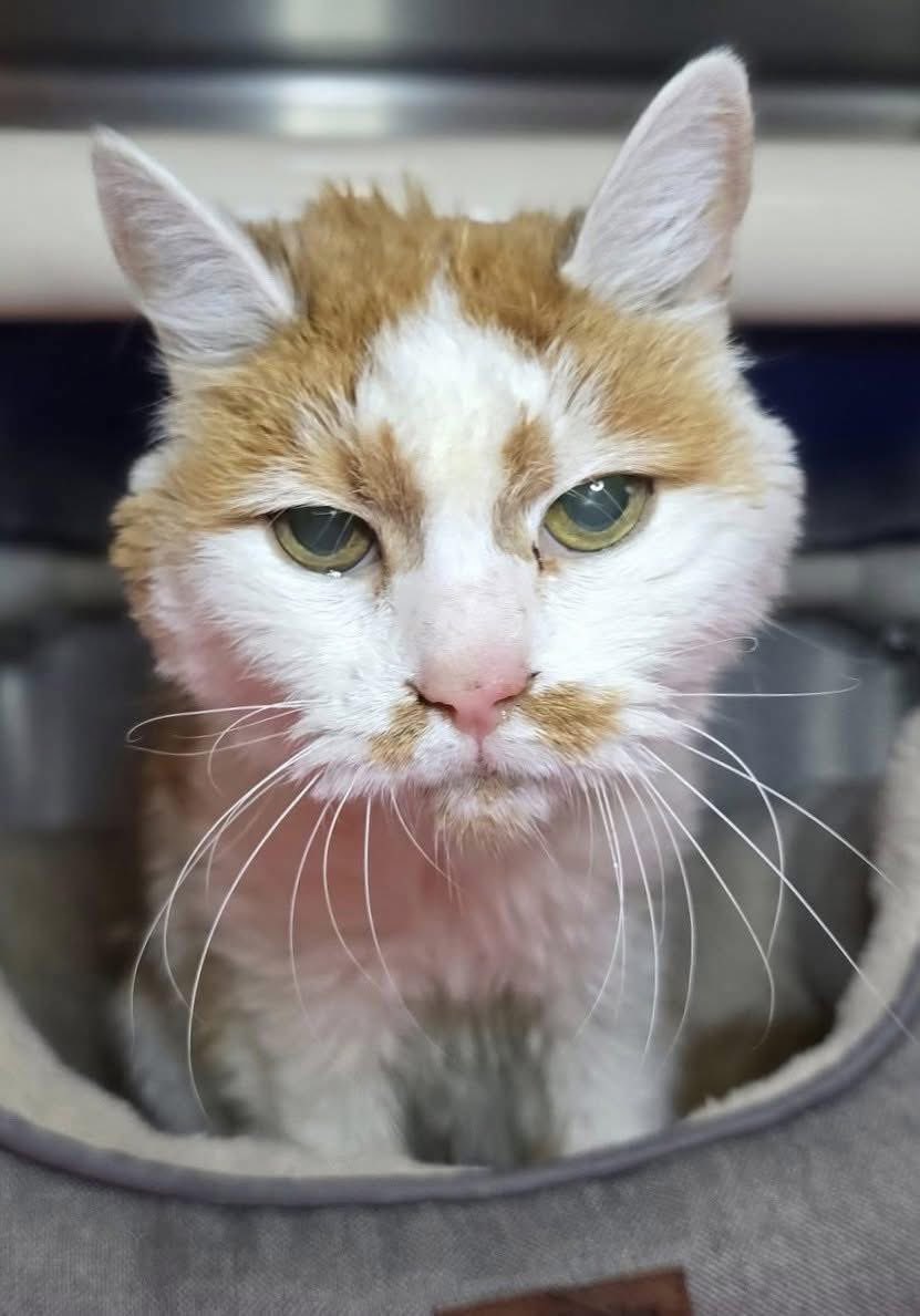 DoorDash discourse is back, and senior kitty gal Abby is SO over it. 

Or maybe it’s b/c she’s in the  shelter at 17-19 years old? (Her person got very sick). 😿

She’s just 5.2 lbs! Adopt her from Anne Arundel County Animal Services and feed her many treats. Or at least RT! 1/2