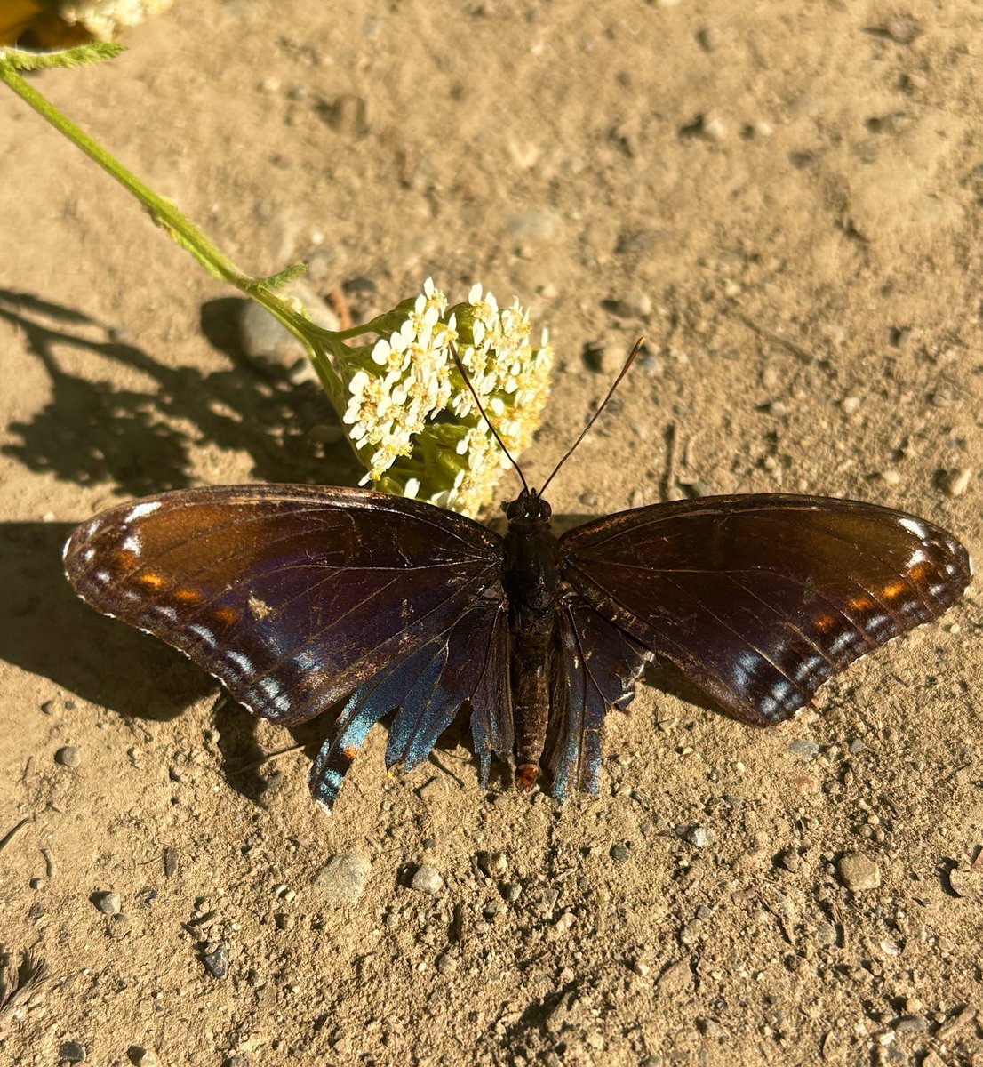 medusasgemss's tweet image. came across this gal showing me her beautifully tattered wings yesterday. i hope she knows i love her