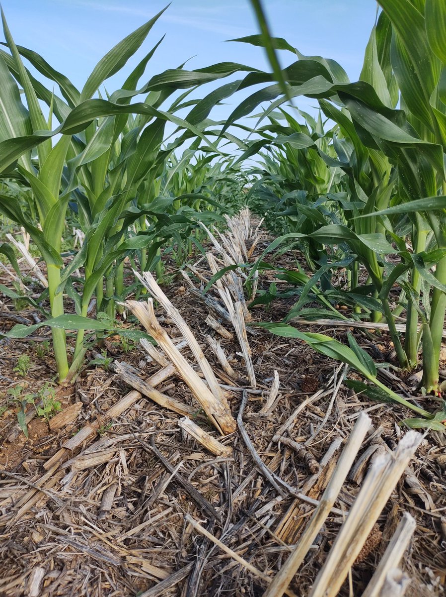 Daniel Plaza-Bonilla (@dplaza_bonilla) on Twitter photo Greenhouse gas emissions measurement today by Marie Reichmann in early maize on quite a lot of crop residues 🌽
#SUSmaize <a href="/AgEInves/">Agencia Estatal de Investigación</a> <a href="/UdL_RDI/">Recerca i Transferència UdL</a>
#notill
#somewouldcallitregenerative
#soilconservation
#SoilHealth Greenhouse gas emissions measurement today by Marie Reichmann in early maize on quite a lot of crop residues 🌽
#SUSmaize <a href="/AgEInves/">Agencia Estatal de Investigación</a> <a href="/UdL_RDI/">Recerca i Transferència UdL</a>
#notill
#somewouldcallitregenerative
#soilconservation
#SoilHealth