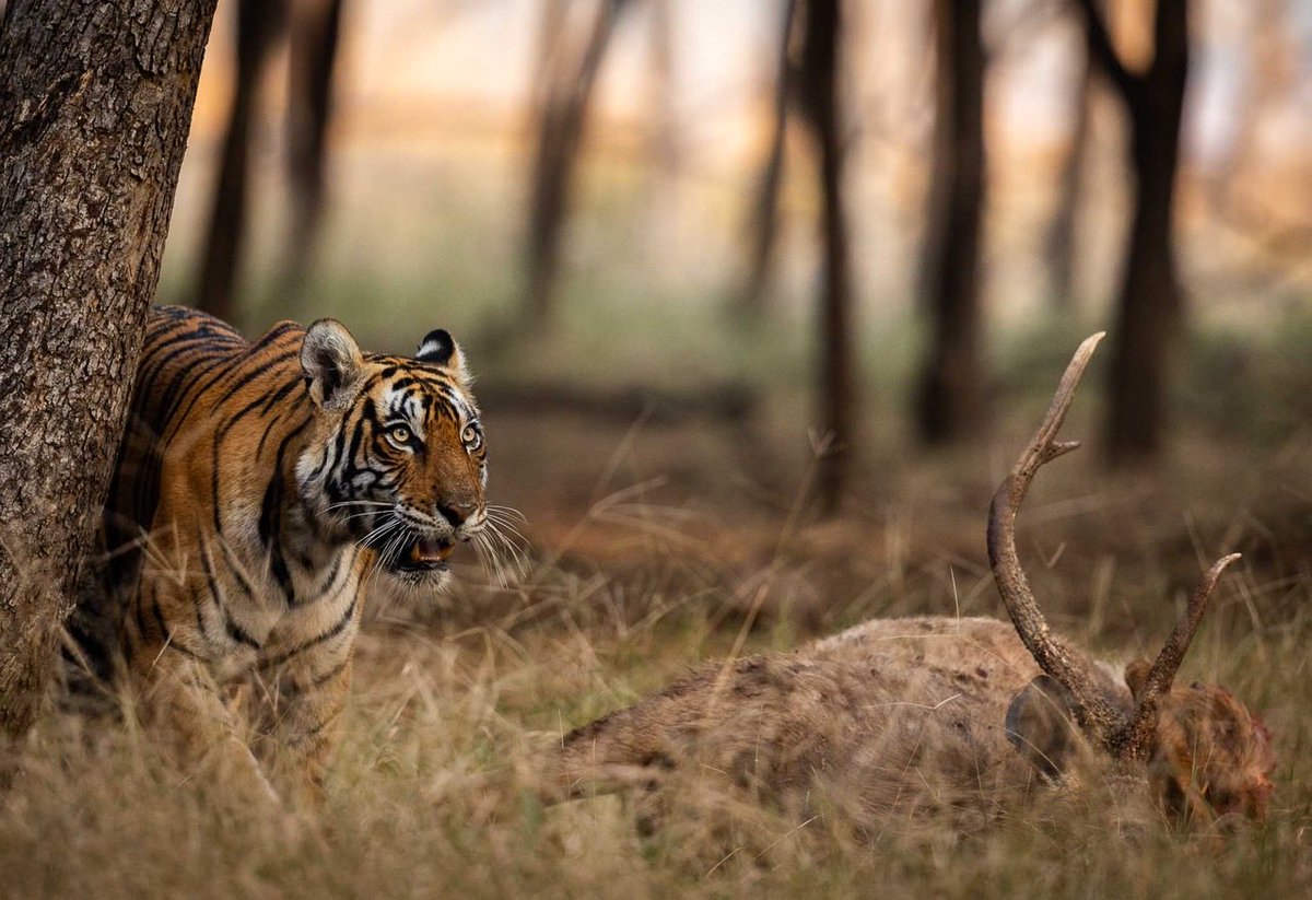GobindsagarBha1's tweet image. Tigress guarding its kill