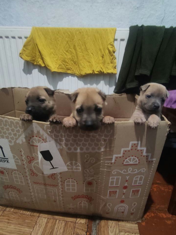 UAnimalsENG's tweet image. 📌 Day 1,244 of the full-scale invasion.
Today, UAnimals supported soldiers who care for animals near the frontline 🫶🪖🐾
📍 We delivered 60 kilograms of aid to Snihurivka, Mykolaiv region:
- 40 kg of dog food;
- 20 kg of cat food;
- 7 parasite treatments for cat and dog.
The…