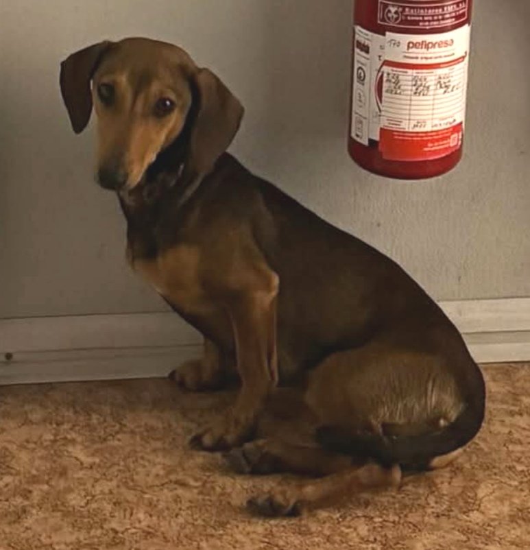 Gos trobat a #Argentona. No porta microxip i té por, si saps d'algú q l'està cercant &gt; 93 797 42 72 #xarxabarcelonatrobats #gràcies #maresme