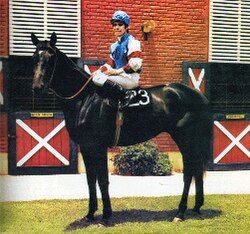 I told my dad about <a href="/umamusume_eng/">Umamusume: Pretty Derby</a>  and we started talking about Peruvian horse racing, if at some point i pull up a PowerPoint about legendary Peruvian horses mid stream ...... don't be surprised
His name is Santorin, look how cute he was :3