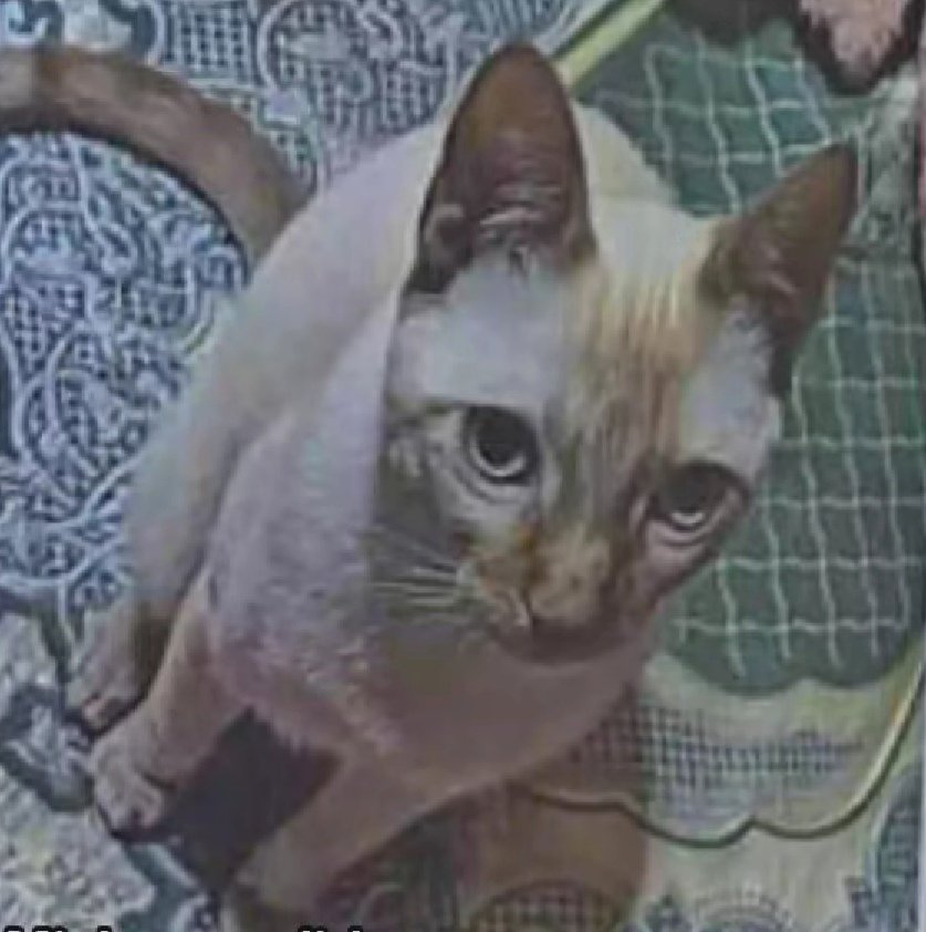 Gat perdut a #PremiàdeMar (c/ Sant Francesc). Es diu MISHU, si el veus &gt; 632 670 186 #xarxabarcelonaperduts #gràcies #maresme