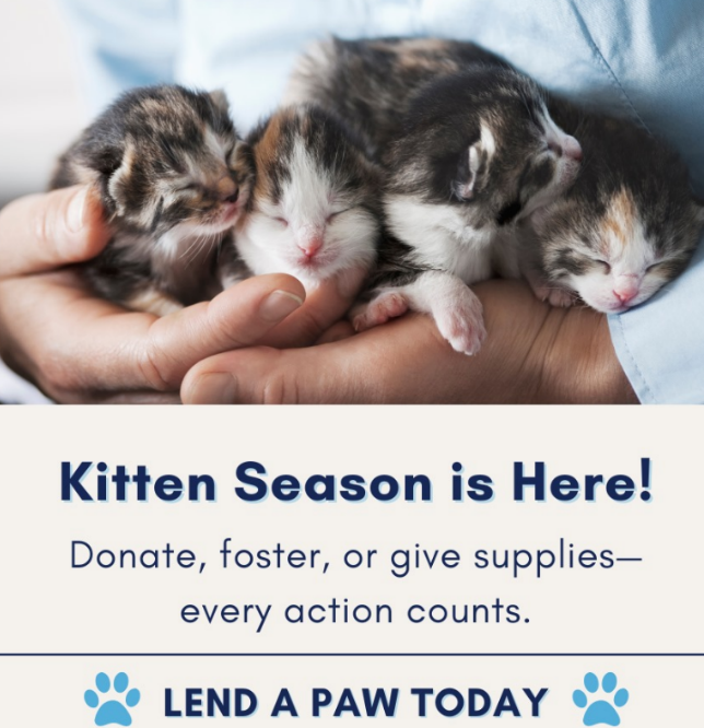 🐾 Lend a Paw Today! 🐾

🐈 From donations to fosters, every bit helps the Humane Society of Forsyth County during Kitten season!  

😺 Learn how you can help: bit.ly/4kCLydL
 
#HowellHounds #BillyHowellFord