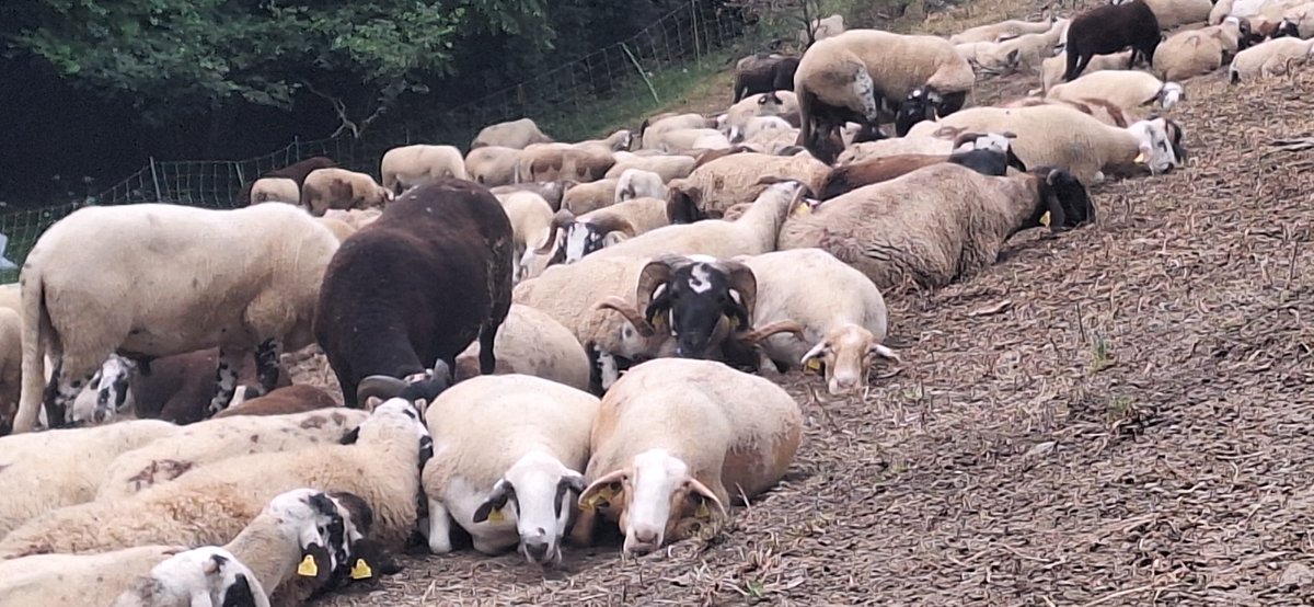 M'agrada veure com remuguen ajagudes,haver-les d'empipar perquè surtin de la pleta a pasturar. Deixar-les 5 minuts més és allargar l'engega per la cua. I el pastor sempre cedeix per acabar tancant a les palpentes.
